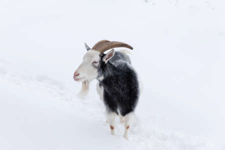 A goat walks on a farm in winterの写真素材