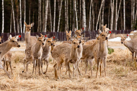 A herd of red deer in reserve park in Russia. protected wildlife conceptの写真素材