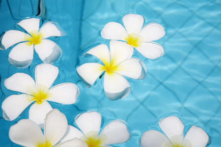 beautiful tropical flowers on water in the poolの写真素材