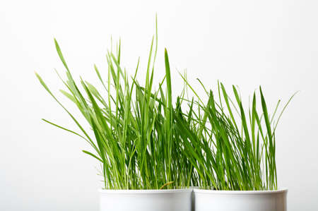 green grass in the white pot, shallow DOFの写真素材