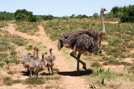 ostrich family in savanna. South Africa safariの写真素材