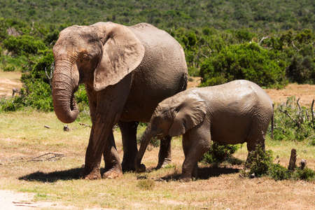 two elephants in savanna of South Africaの写真素材