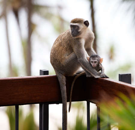 portrait of monkeys sitting and posing. Safari.の写真素材