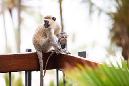 portrait of monkeys sitting and posing. Safari.の写真素材