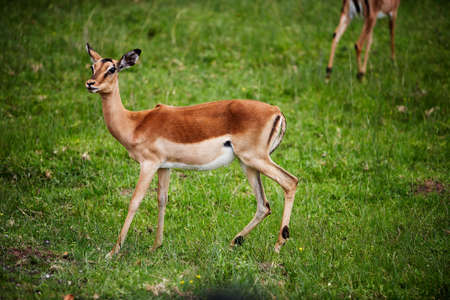 the troop of antelope impala in South Africaの写真素材