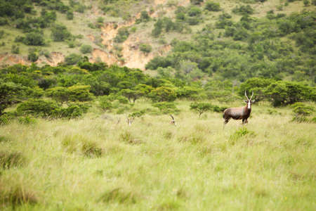 antelope kudu in savanna East Africaの写真素材