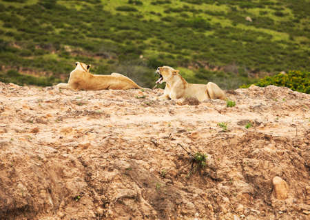 rare white lions in savanna. South Africaの写真素材
