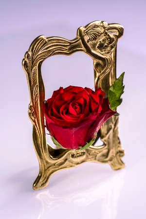 Red rose in frames whiteの写真素材