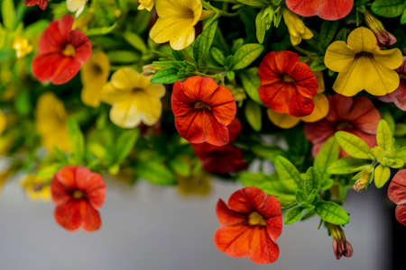 Tricolor flower