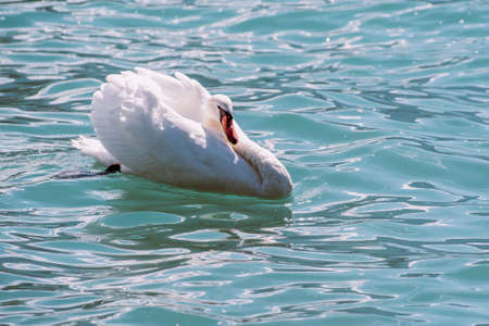 White swan in the lakeの写真素材
