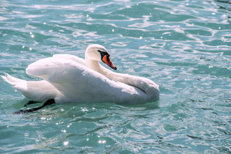 White swan in the lakeの写真素材