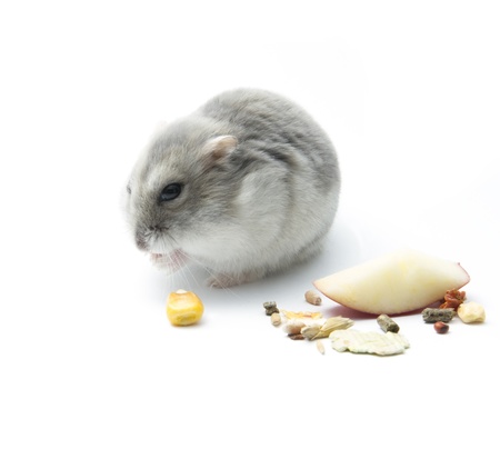 cute hamster eating corn on white backgroundの写真素材