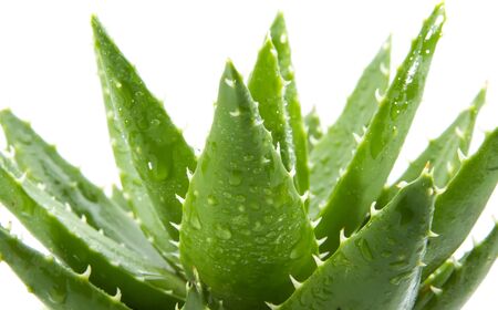 aloe vera with water drops isolated on white backgroundの写真素材