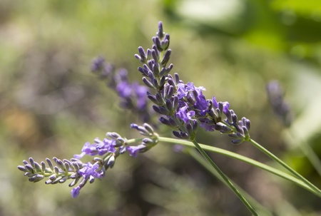 fresh lavender growing in summer gardenの写真素材