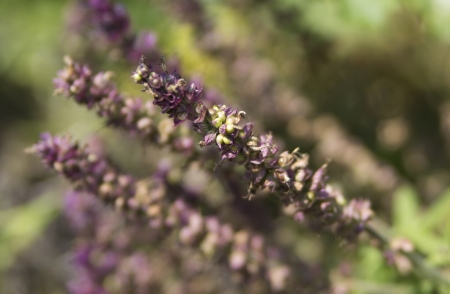 fresh lavender growing in summer garden