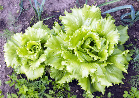 fresh organic lettuce growing in vegetable garden