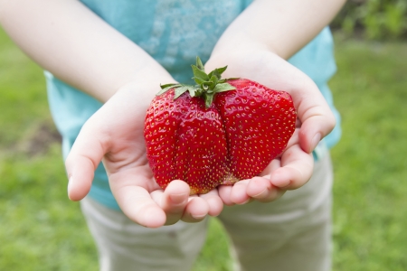 giant fresh strawberry kept in kid's handsの写真素材