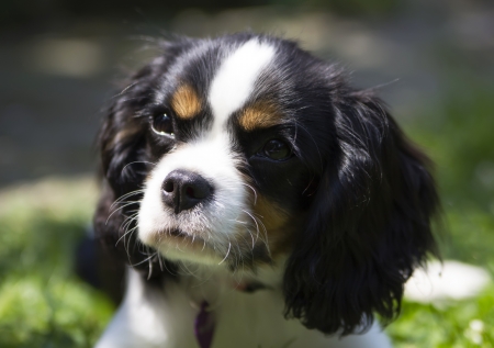 portrait of cavalier kings charles spaniel puppyの写真素材