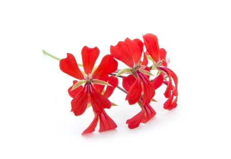 red geranium flower isolated on white background