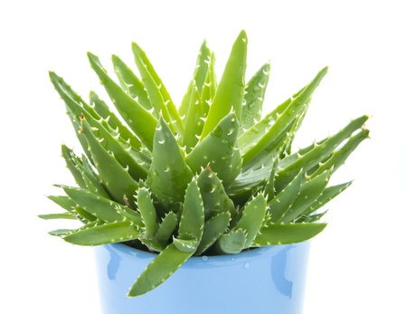 aloe vera with water drops isolated on white backgroundの写真素材