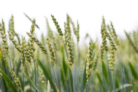 green wheat earsの写真素材