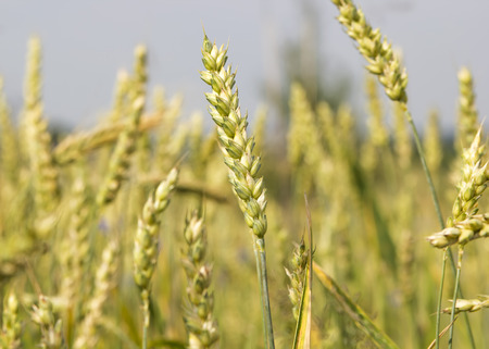 yellow wheat field
