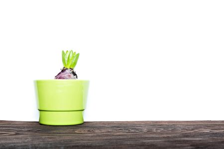young green budding hyacinth isolated on white background, copy space