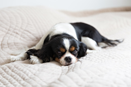 cute dog lying on the bed and restingの写真素材