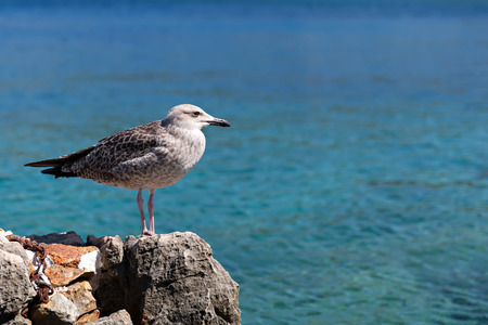 single seagull standing on a rock and watchingの写真素材