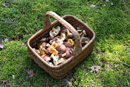 fresh mushrooms in the wicker basket in the forest