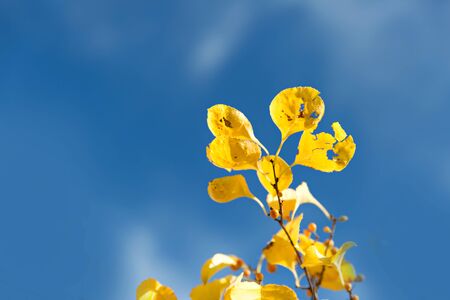 autumn yellow leaves over the blue sky backgroundの写真素材