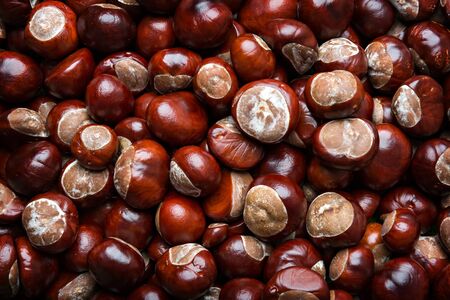 brown chestnuts, autumn background