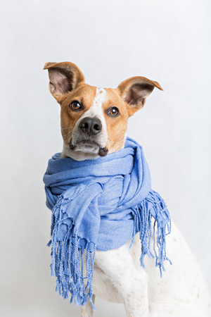 Portrait of a cute dog in a blue scarfの写真素材