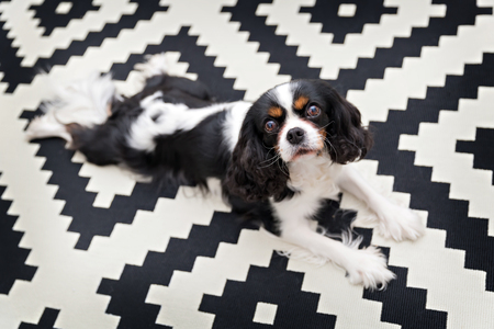 Cute cavalier spaniel relaxing on the carpet.の写真素材