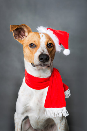 portrait of funny xmas dogの写真素材