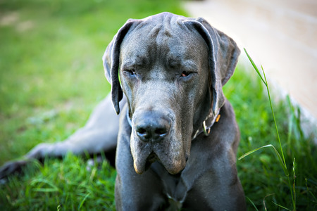 tired dane dog lying on the grassの写真素材