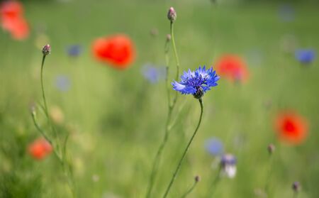 cornflower on a meadowの写真素材
