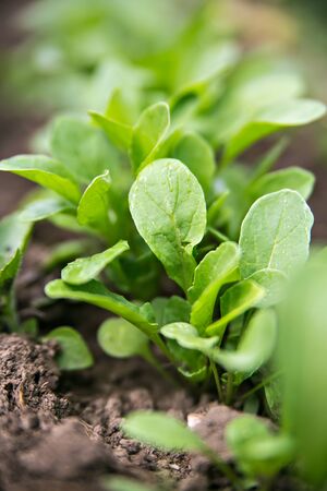 rucola growing in the gardenの写真素材