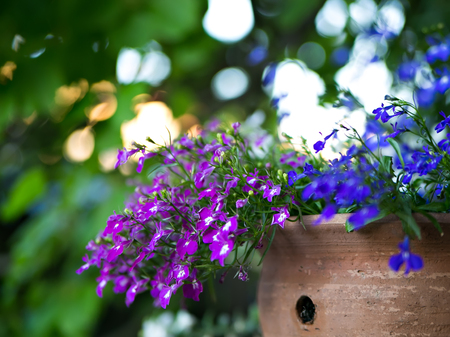 purple and blue flowers in garden potの写真素材