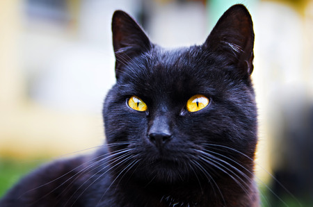 portrait of black catの写真素材