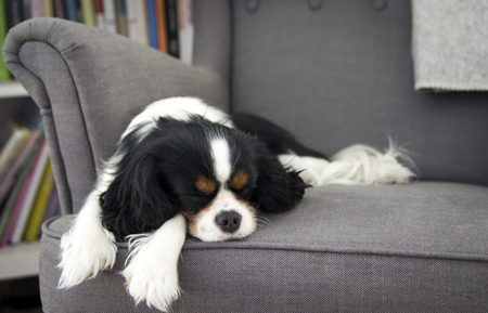 cute dog sleeping on the sofaの写真素材