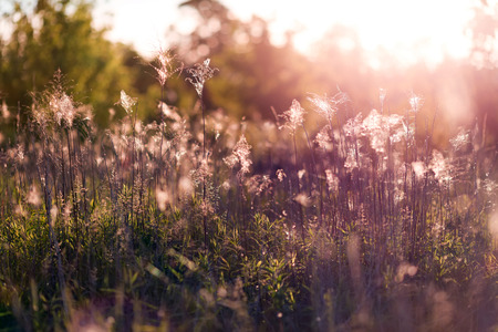 sunset over the meadowの写真素材