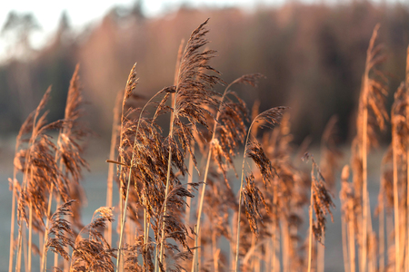 Grass on the meadow in sunlightの写真素材
