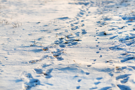 Winter background with traces in the snowの写真素材
