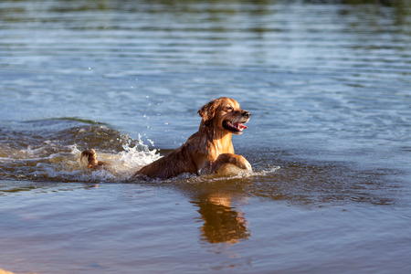 Happy wet dog having fun and swimming in the waterの写真素材