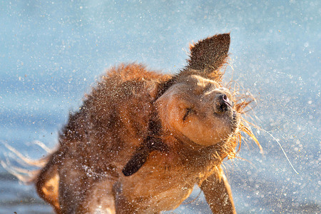 Wet dog shaking of after swimmingの写真素材
