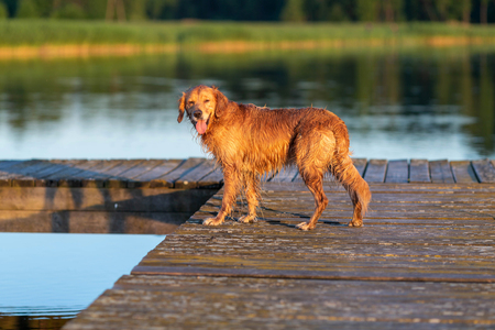 Wet and happy golden retriever standing on the wooden bridge by the waterの写真素材