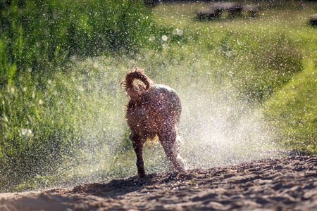 Wet dog shaking off after swimming in the water, sunset lightの写真素材