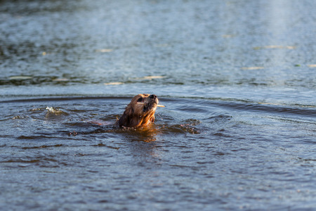 Happy dog swimming with the stick in his mouth
