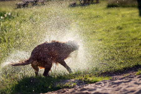 Wet dog shaking off after swimming in the water, sunset lightの写真素材